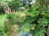 Gunnera in the Garden